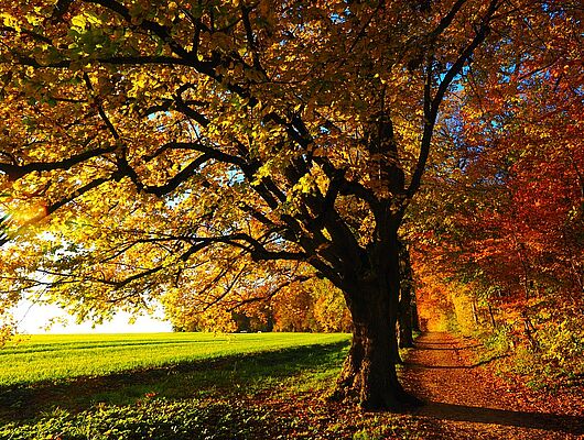 Buchingerfasten - Durch den goldenen Herbst - Bildungsurlaub in SA, HB, B & NRW - Mit Präventionszuschuss!