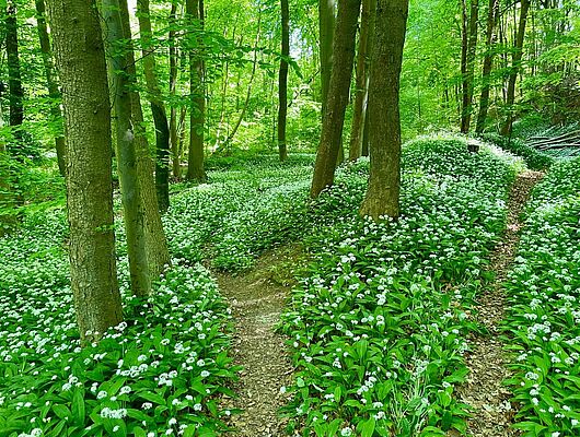 Bildungsurlaub - Buchingerfasten - Frühlingserwachen